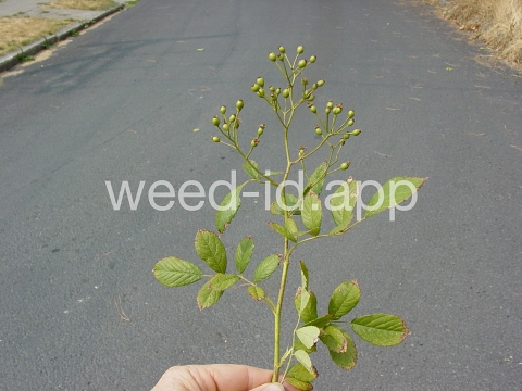 rose, multiflora